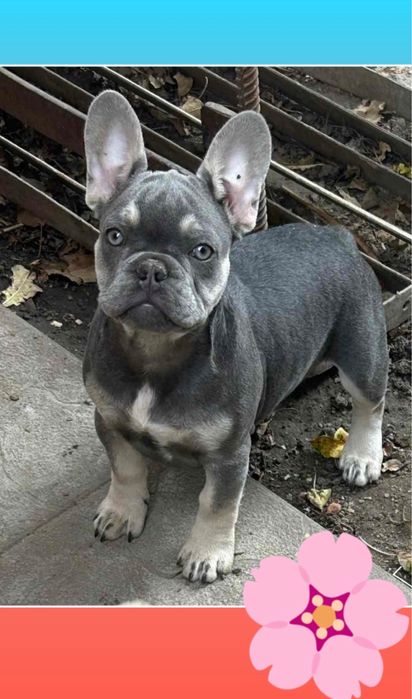 Хорошенькая мини девочка французик голубая