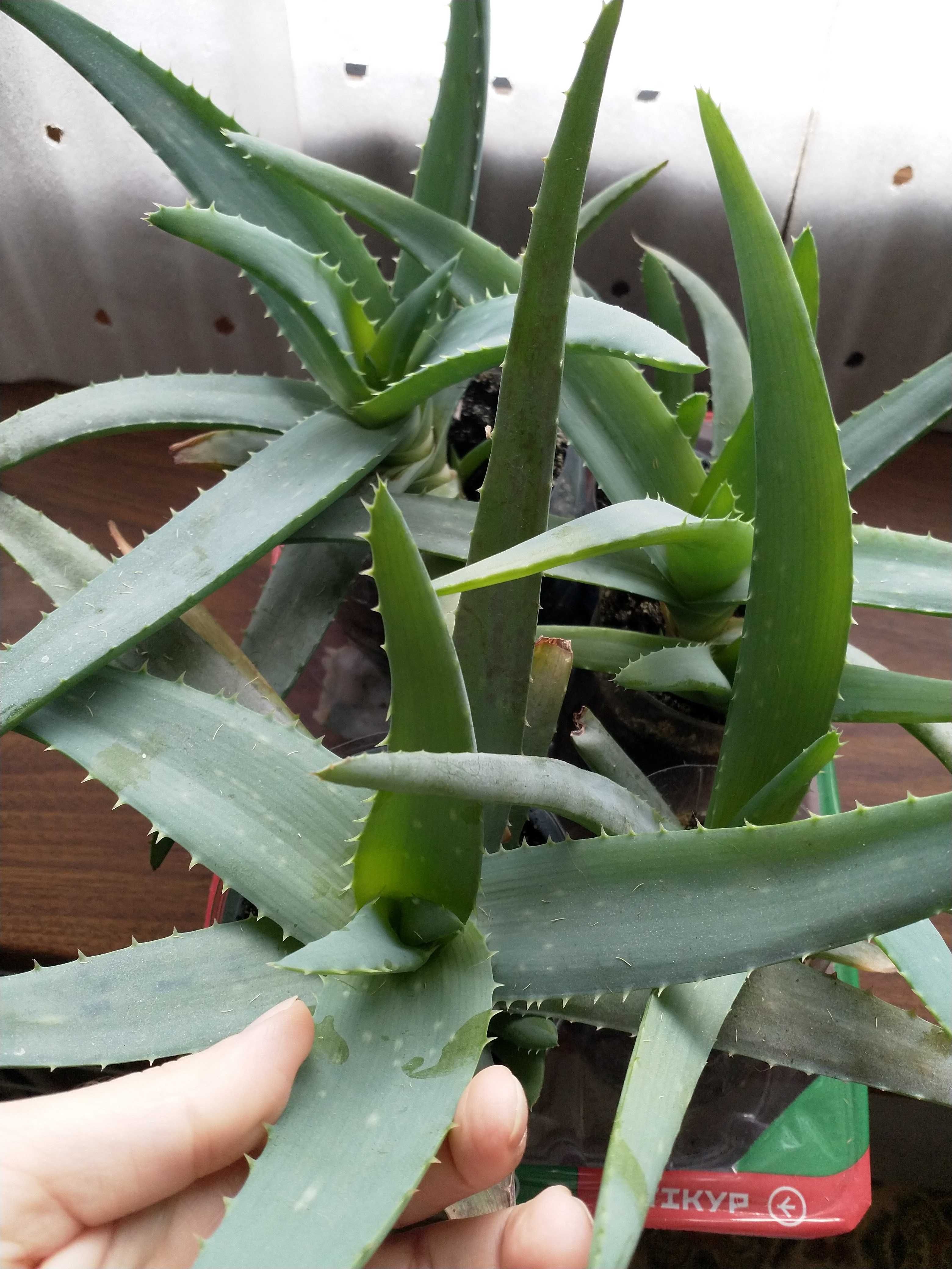 Алоэ Вера, ALOE VERA, лечебное алое.