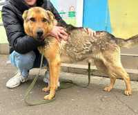 Psy do adopcji Rex z Ukrainy szuka domu