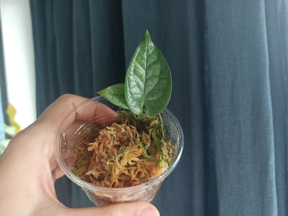 Amydrium Medium (Monstera Spiderman)