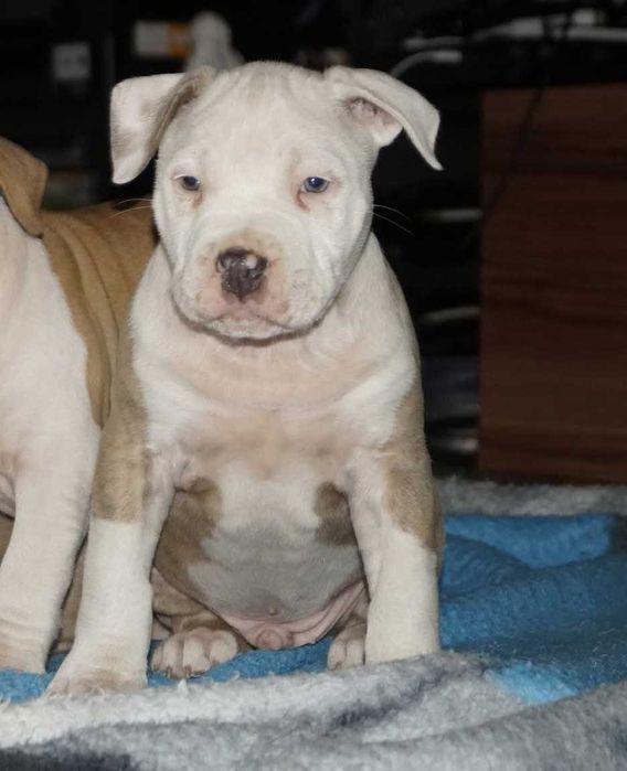 Amstaff z rodowodem, piekne szczenięta, bialoglowy samiec Louis
