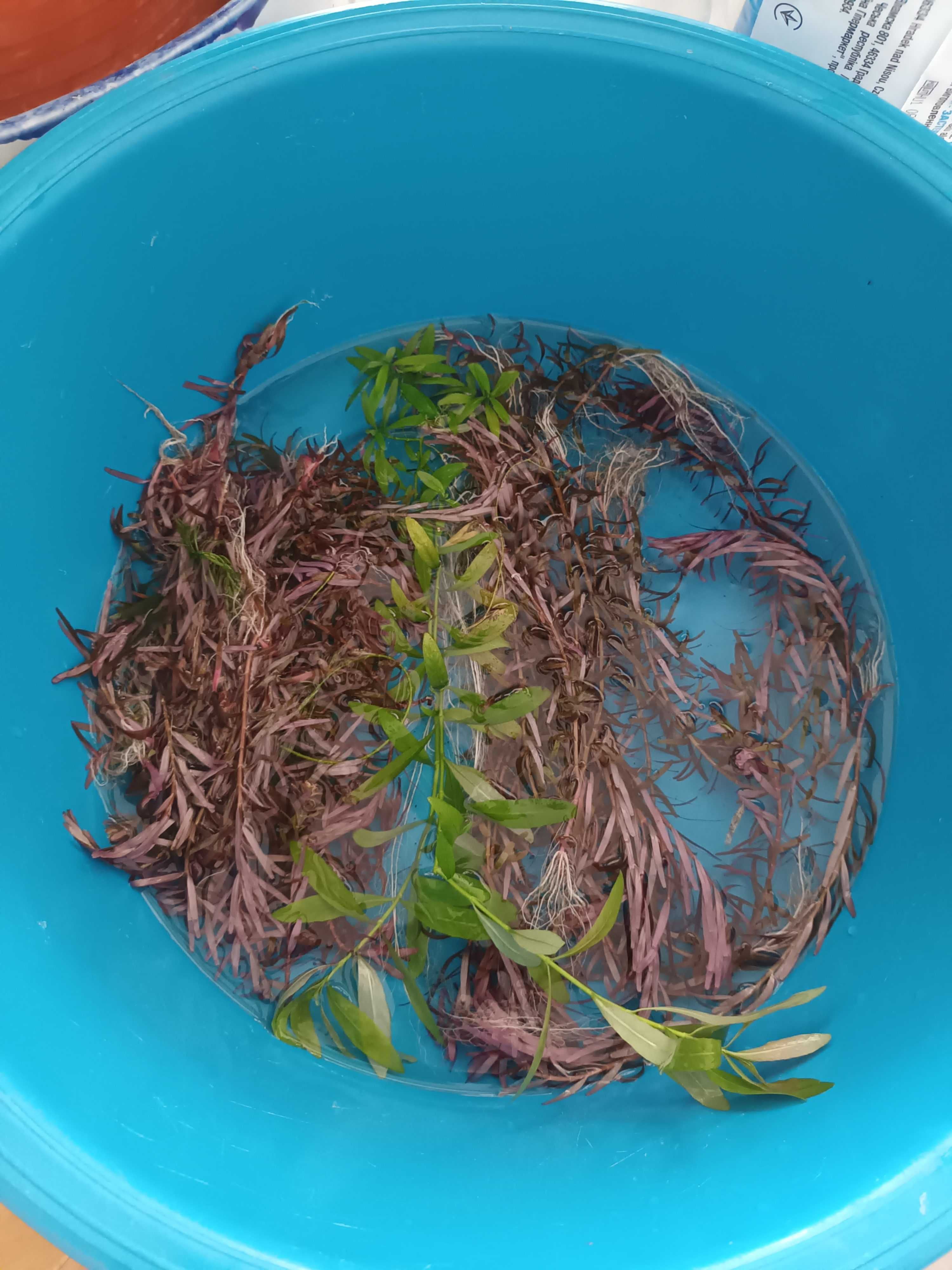 Plantas  podas e pés para aquário