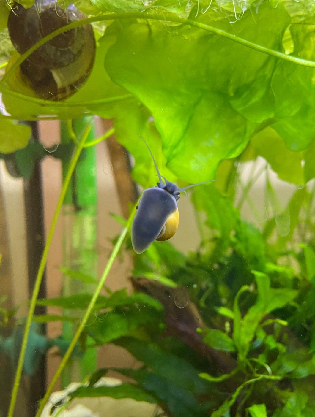 Ampularias Jovens