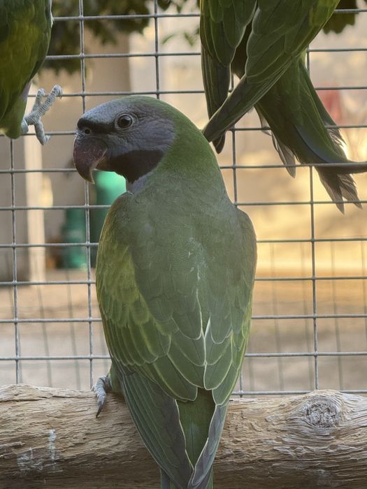 Derbiana , Rosela, Princesa Gales , king Parrot
