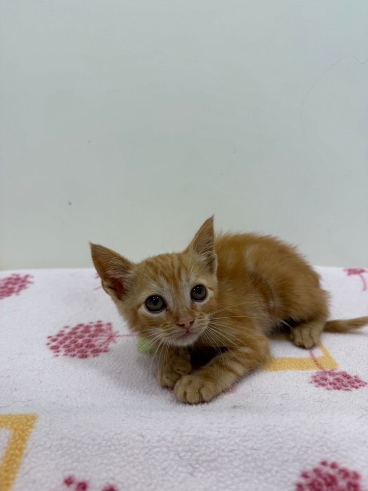 Gatinhos para Adoção