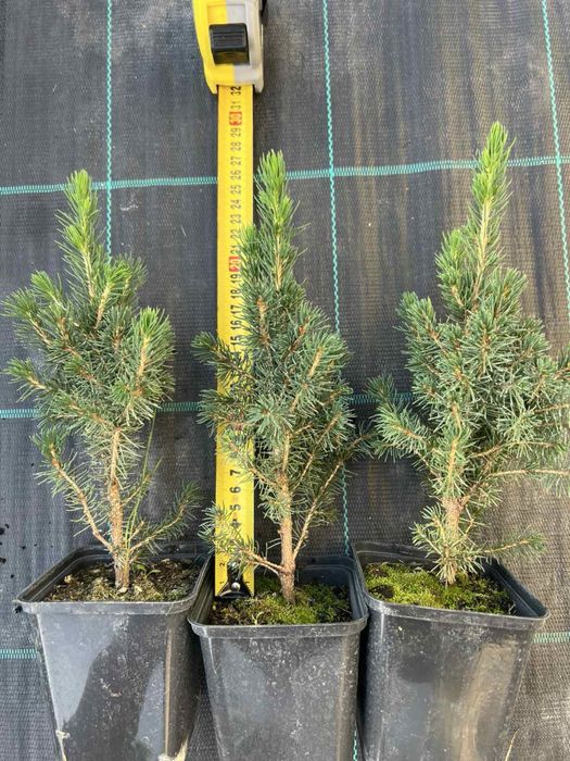 Туя Смарагд,Ялівець,ЯлинкаКоніка,Декоративні рослини