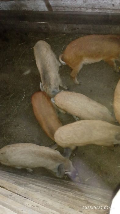 Продаж поросята венгерська пухова мангалиця