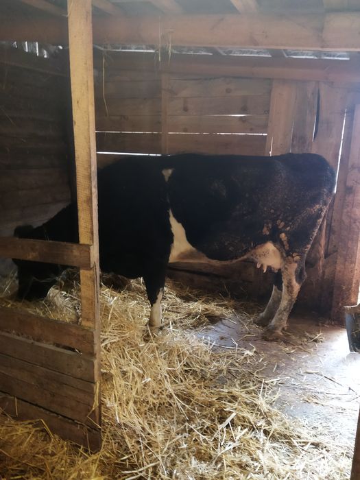 Продам семь коров.телят.доидьный аппарат