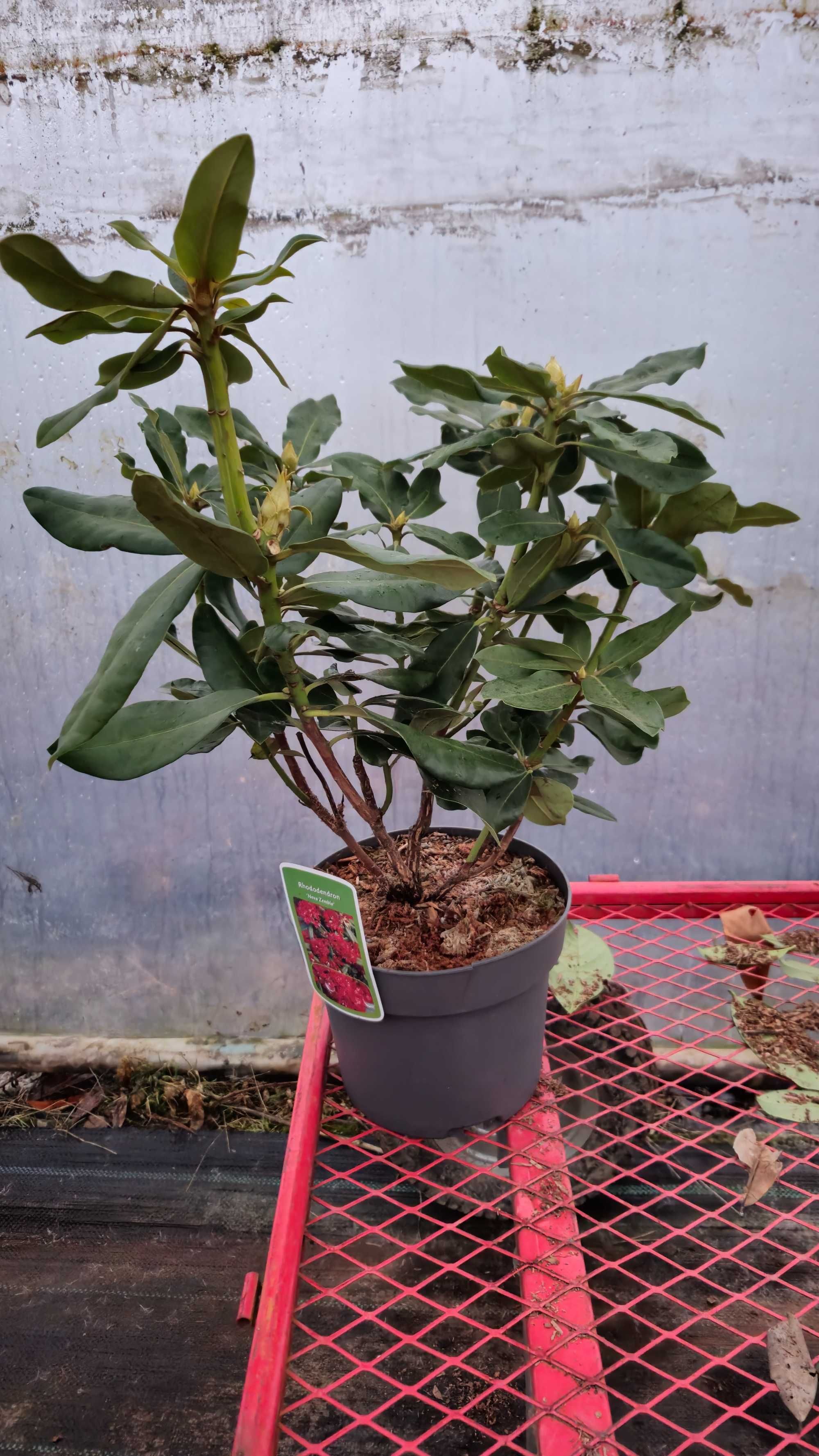 Rododendron 50-60 cm w donicy 4 litrowej