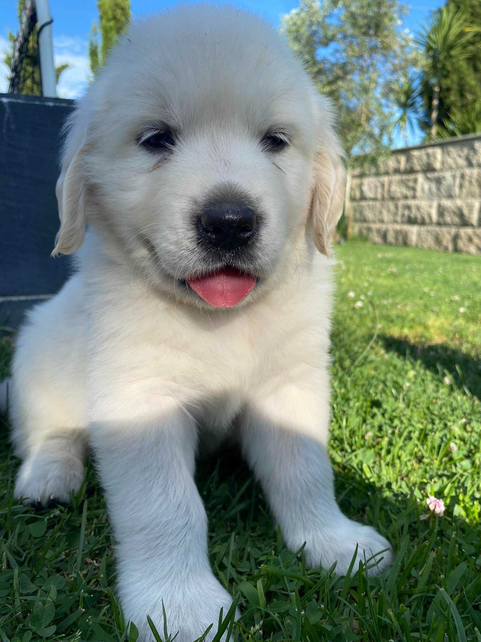 Cachorro Golden Retrievier  (fêmea)