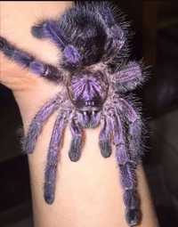 Avicularia purpurea 10 sztuk l2