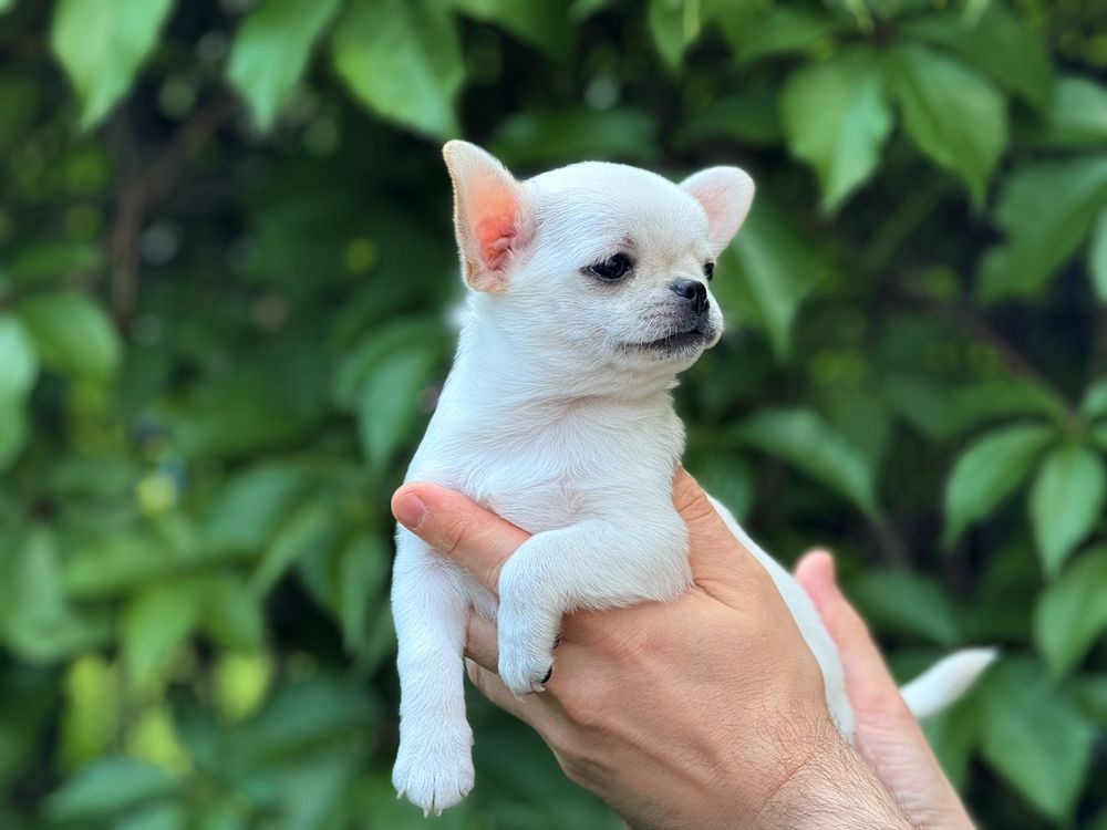 Charlie Piesek Chihuahua - ZKwP FCI