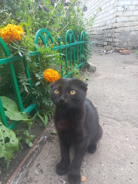 Продам веслоухую кошечку