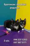 Кошенята у фраках кіт котёнок