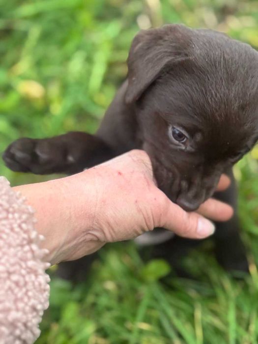 Цуценя Лабрадора