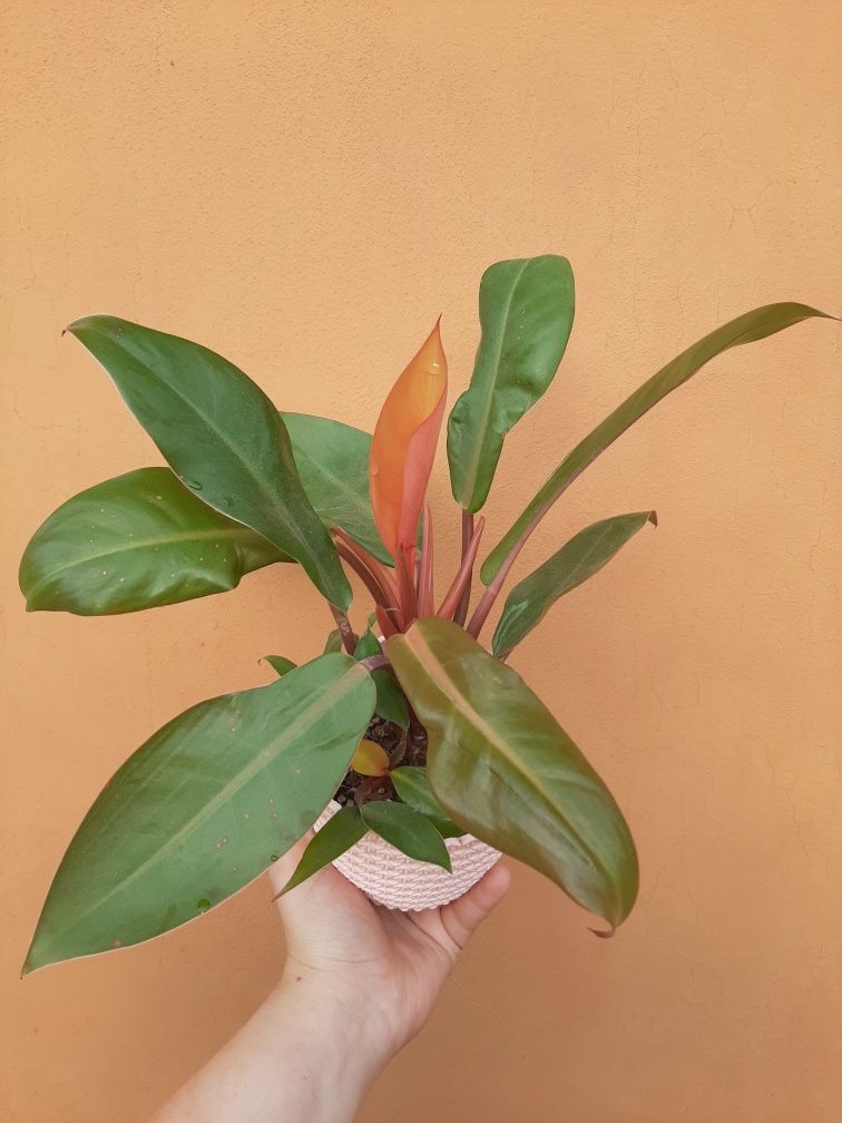 Philodendron Prince of orange