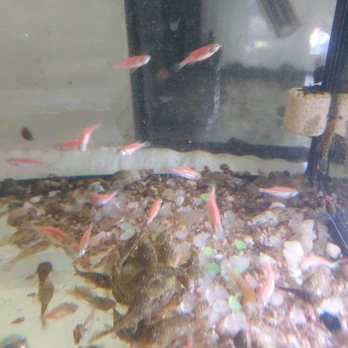 Glonojady niebieskie i złote