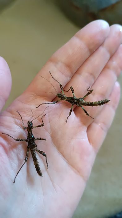 Палочники домашні комахи