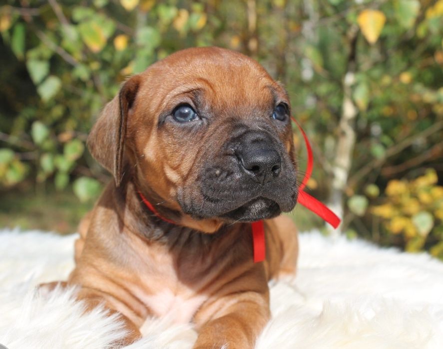 Rhodesian Ridgeback-urocza suczka