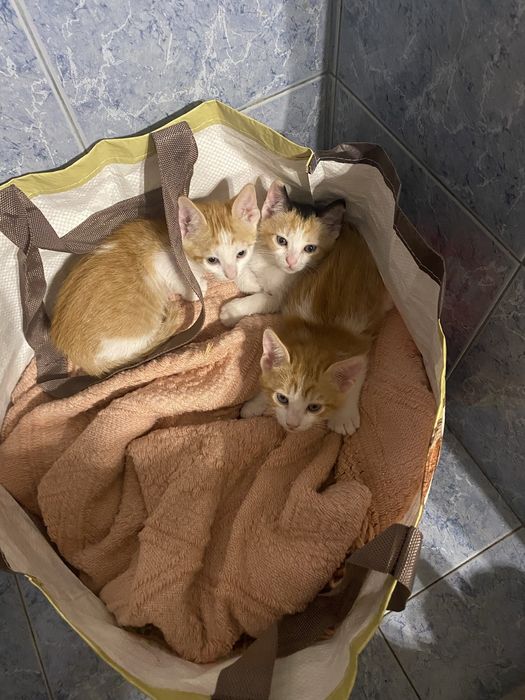 Gatinhos para doar