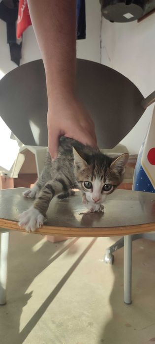 2 gatinhas de 2 meses para adoção responsável
