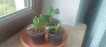 Banan Musa acuminata dwarf cavendish