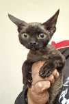 Devon Rex Pestka czarna dziewczynka