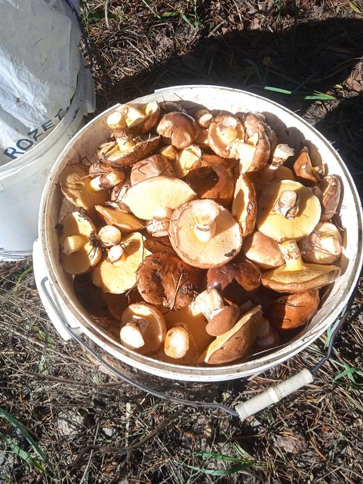 Свіжі гриби рижики і опеньки зеленки польські