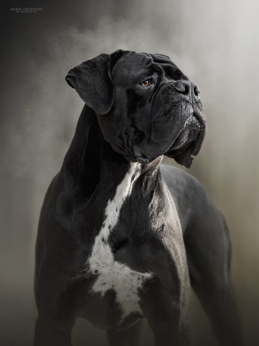 Cane Corso Italiano Bellissima Del Dog House FCI