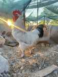 Galo Sussex Light