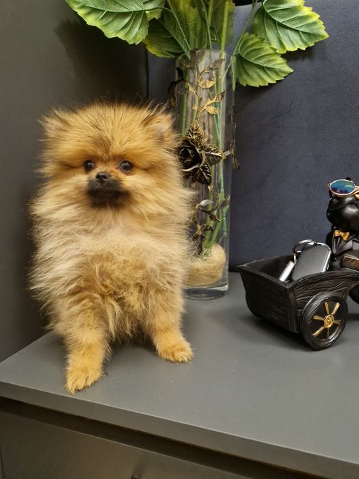 Szpic miniaturowy Pomeranian Boo sunieczka