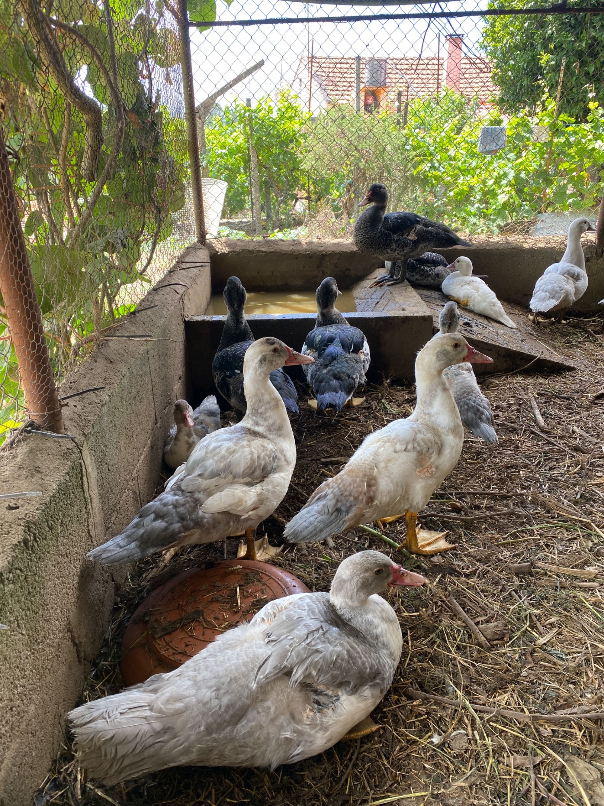 Patos de Moscóvia, com três meses, criados em casa
