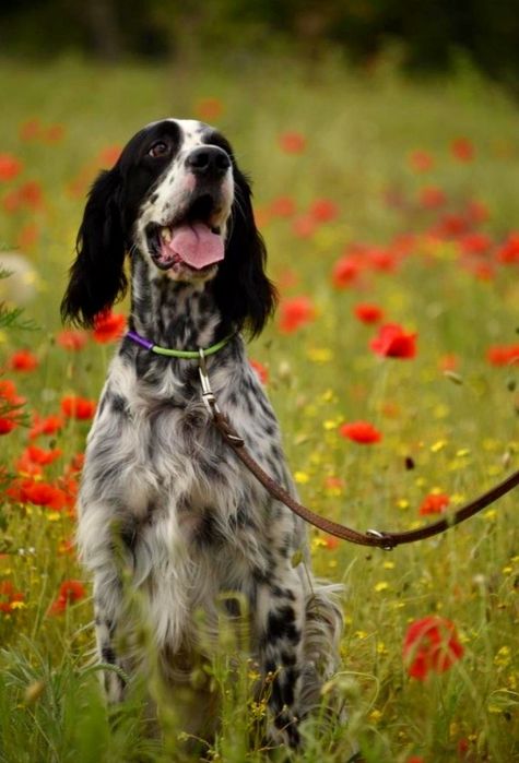 Англійський сетер
