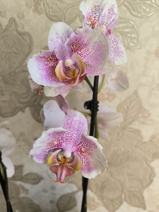 Продам орхідею метелик Урсула