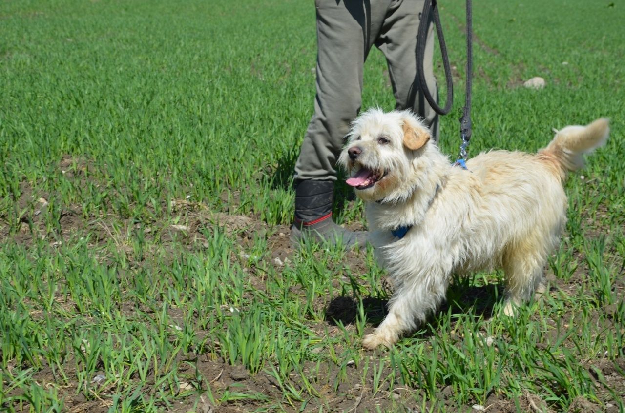 Biały Miedarski York do adopcji