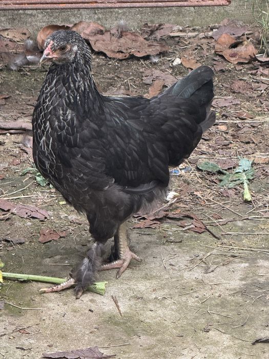 Granise machos e fêmeas