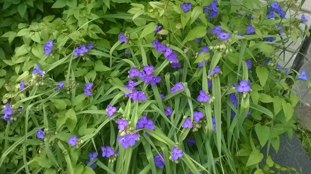 Рассада Цветов многолетних садовых . Саженцы . Цветы . Низкие цены.