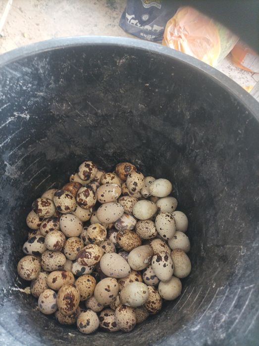 Jajka,jaja przepiórcze