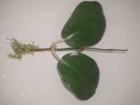 Hoya Surigaoensis, sadzonka cięta, cena 20zł