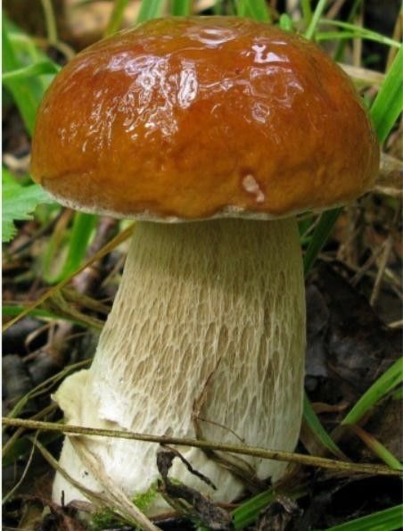 Міцелій Білого березового гриба живий / сухий