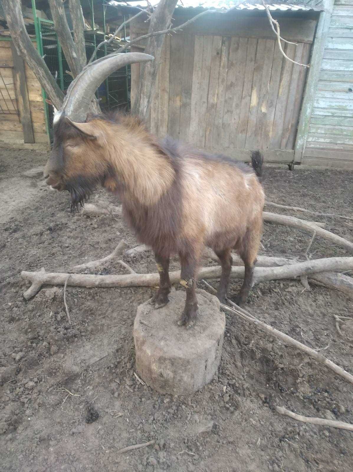 Молодой 100% альпийский козел, один год.