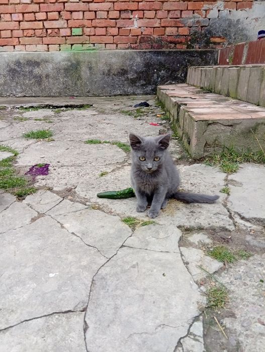 Віддам у добрі руки