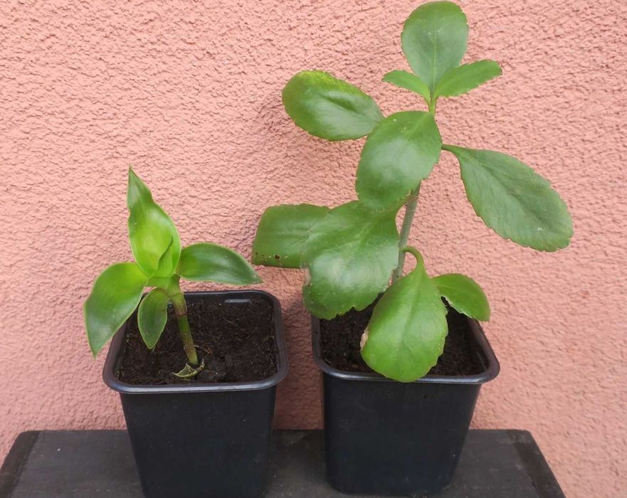 Zestaw rośliny Złoty wąs Callisia Fragrans Żyworódka Pinnata Kalanchoe