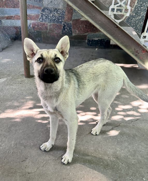 Собакени у добрі руки