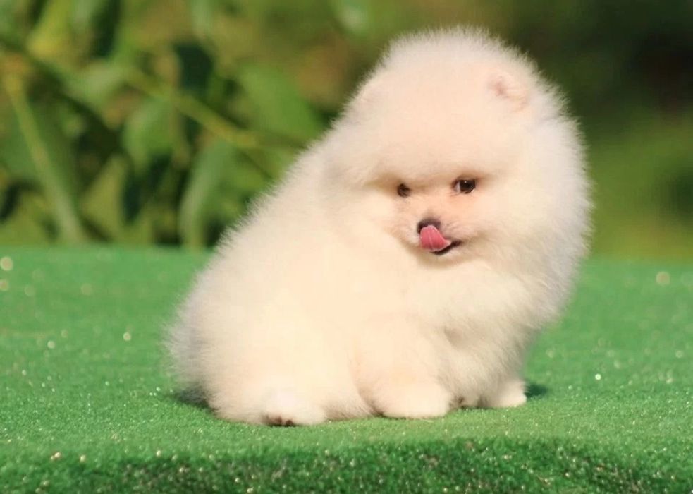 Лапочки мини крохи