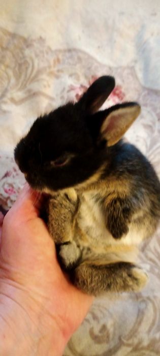 Минни Львиноголовые карликовые крольчата