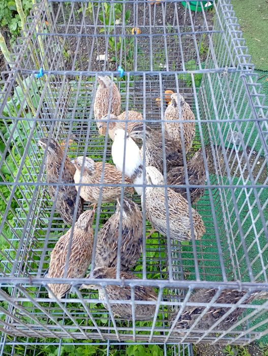 Cordunises de vários tamanhos