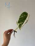 Sadzonki ukorzenione monstera variegata