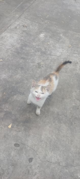 Oddam koty w dobre ręce