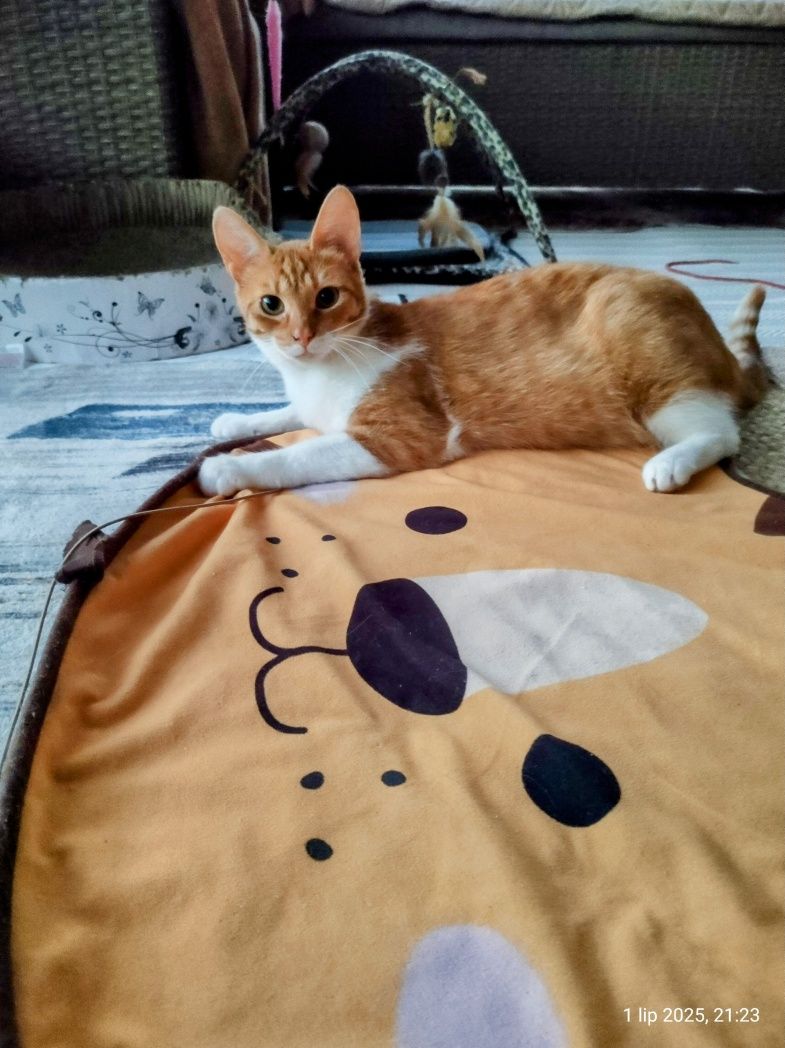 Zwierzęta Koty do adopcji
